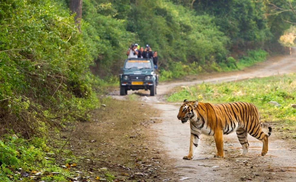 Tiger crossing a forest track with a safari jeep in the background